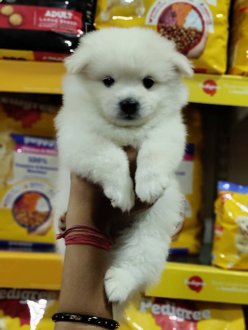 ANVI'S PET SHOP