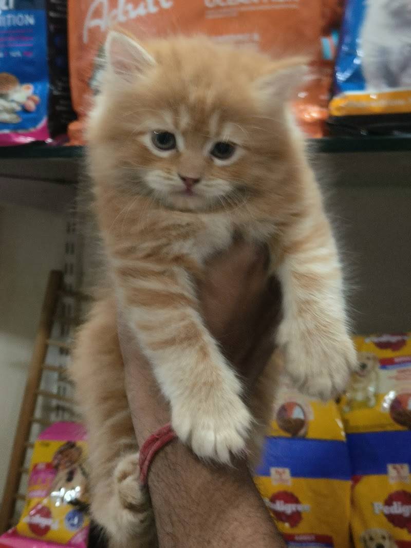 ANVI'S PET SHOP