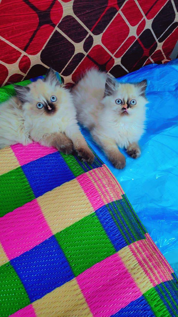 ANVI'S PET SHOP