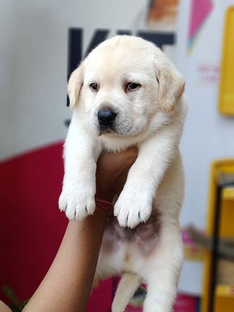 ANVI'S PET SHOP
