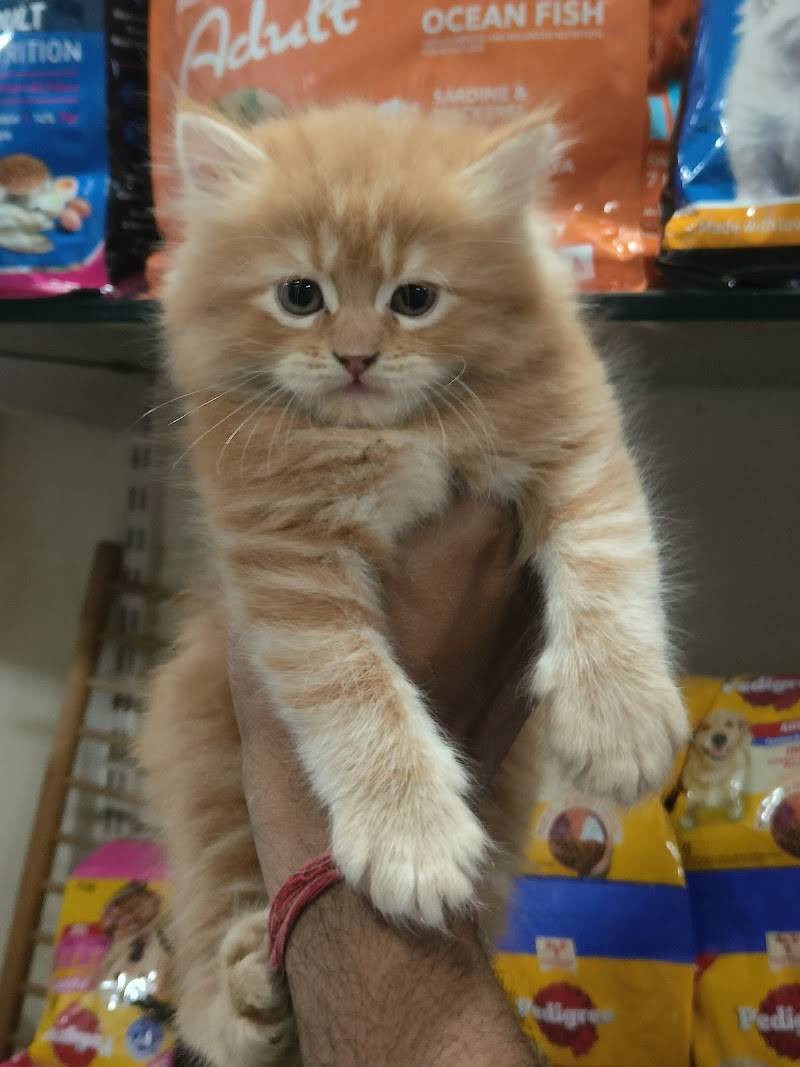 ANVI'S PET SHOP