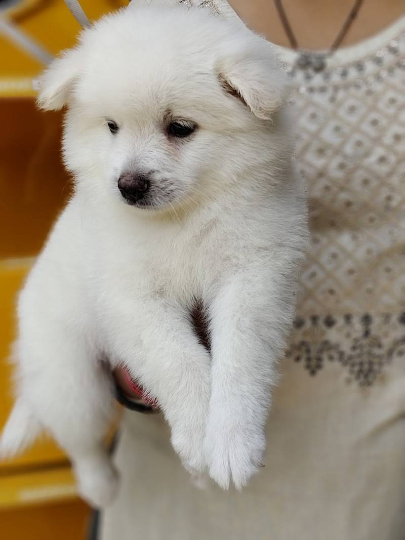 ANVI'S PET SHOP
