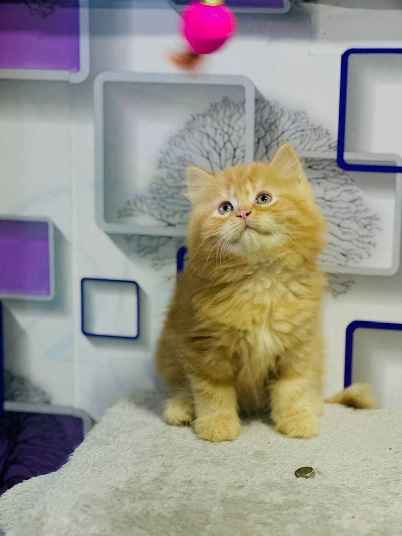 ANVI'S PET SHOP