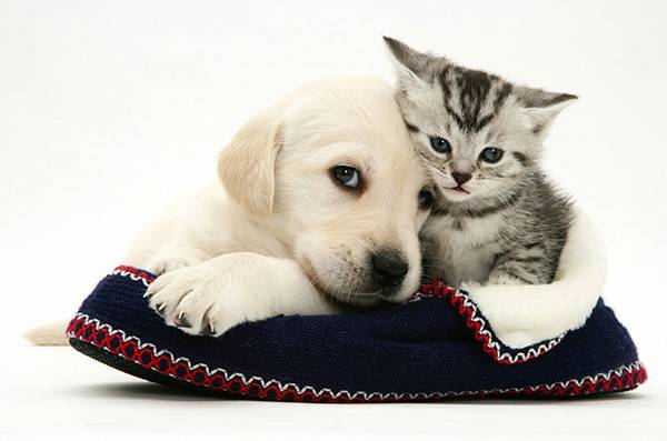 ANVI'S PET SHOP